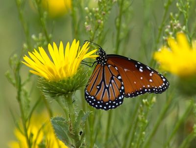 Monarch Butterfly