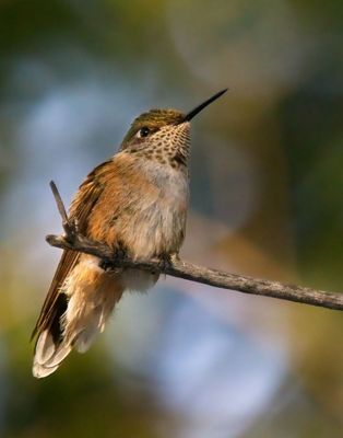 Broad-tailed Humminbgird