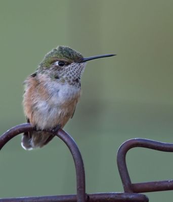 Broad-tailed Hummingbird