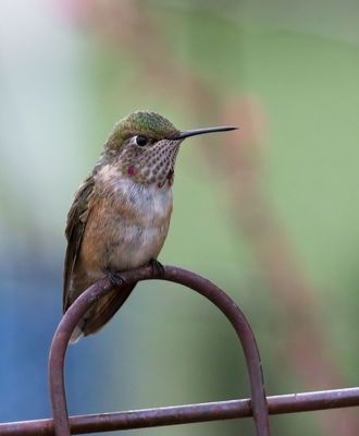 Broad-tailed Hummingbird