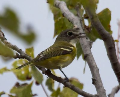 Cassin's Vireo