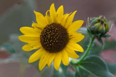 Common Sunflower