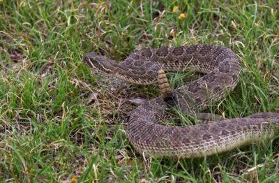 Prairie Rattlesnake