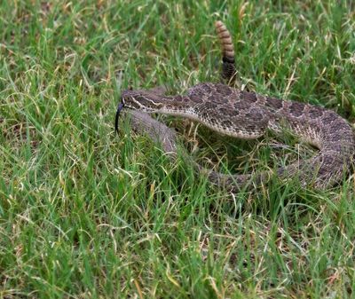 Prairie Rattlesnake