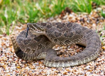 Prairie Rattlesnake