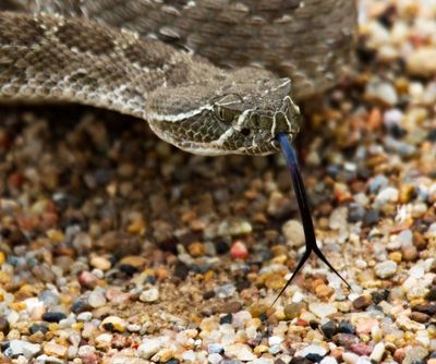 Prairie Rattlesnake