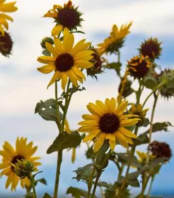 Prairie Sunflower
