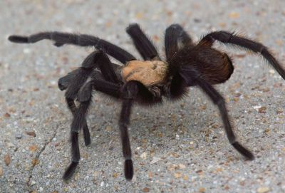 Texas Brown Tarantula