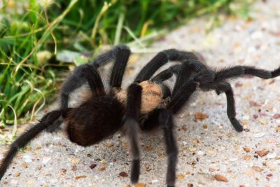 Texas Brown Tarantula