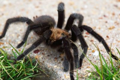 Texas Brown Tarantula