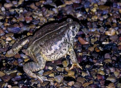 Woodhouse's Toad