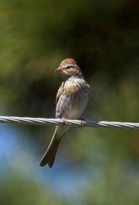 Chipping Sparrow