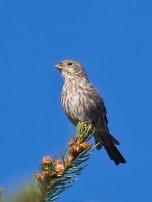 House Finch