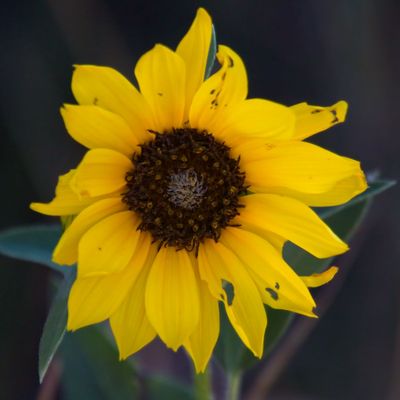 Prairie Sunflower