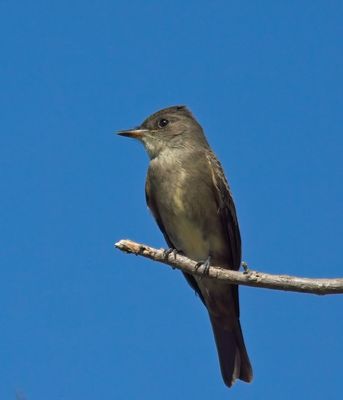 Western Wood-Pewee