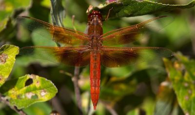 Flame Skimmer