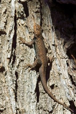 Prairie Lizard