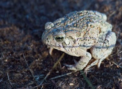 Red Spotted Toad