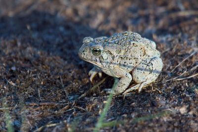 Red Spotted Toad