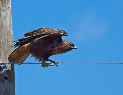 Red-tailed Hawk