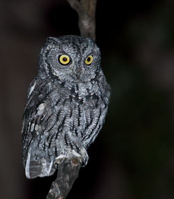 Western Screech-Owl