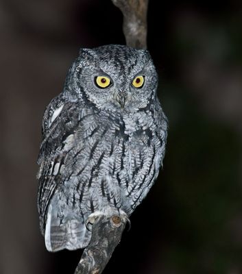 Western Screch-Owl