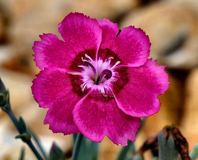 Dianthus (Electric Dreams).