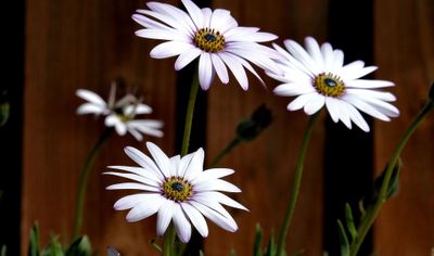 Osteospermum. 
