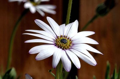 flowers_gallery_2
