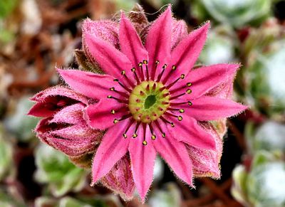 Sempervivum (houseleek).