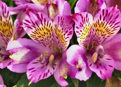 flowers_gallery_2