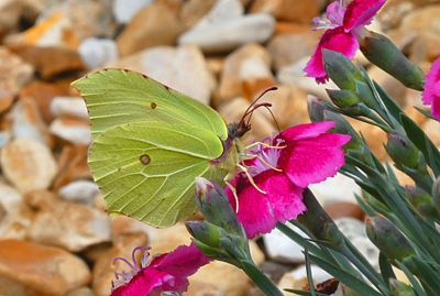 butterflies_of_the_uk