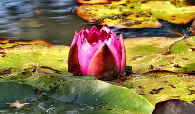 Water Lily.