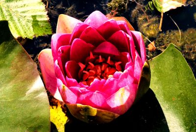 flowers_gallery_2