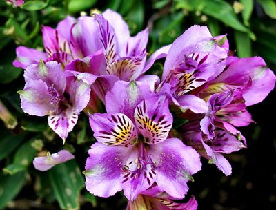 Alstroemeria.
