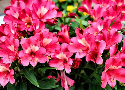 Alstroemeria.