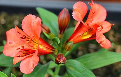 Alstroemeria.