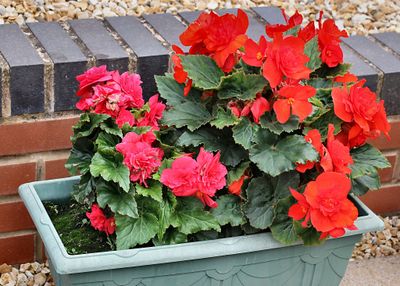 Begonias.