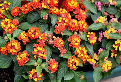 Lantanas.