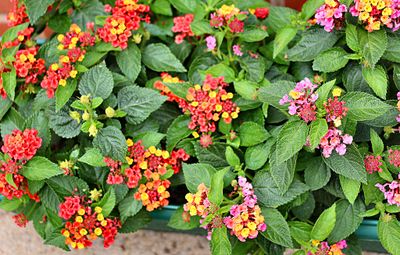 Lantanas.