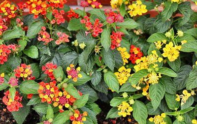 flowers_gallery_2