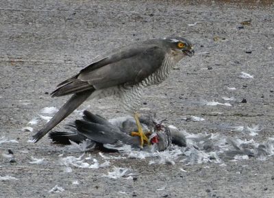 birds