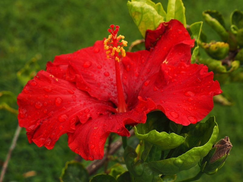Hibiscus