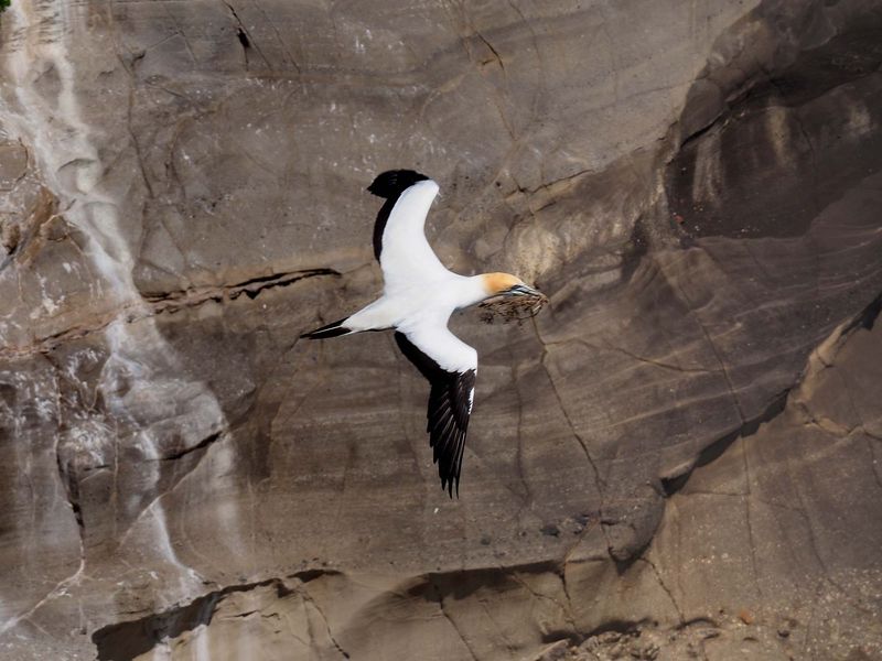 Gannet In Flight 1