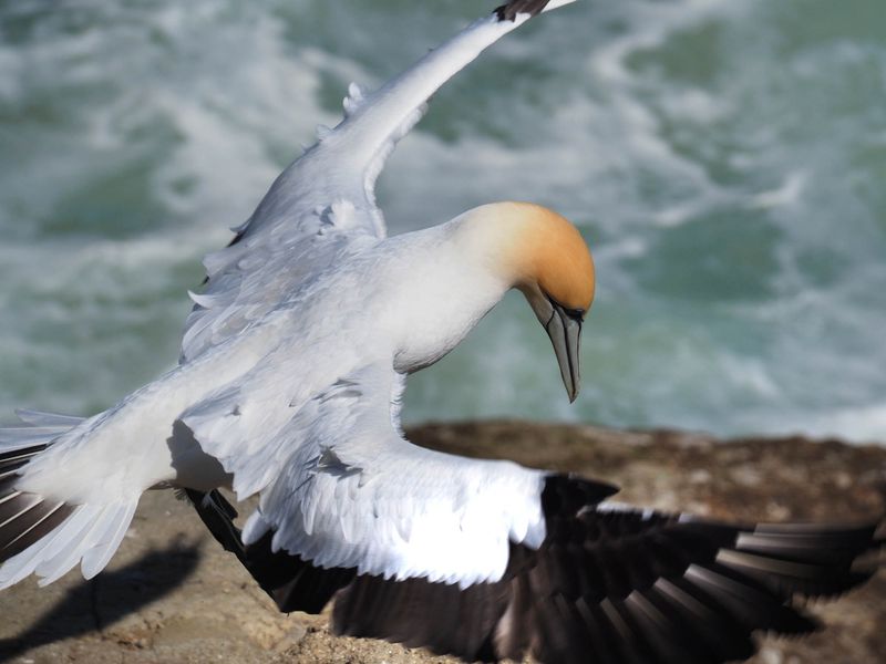 Gannet In Flight 2