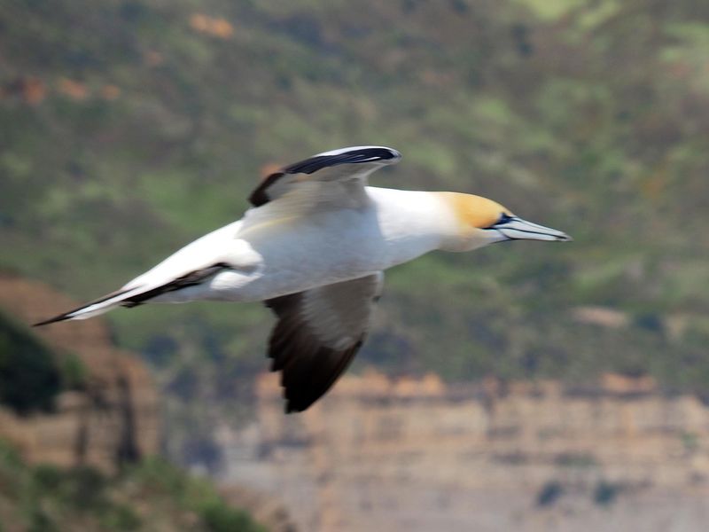 Gannet In Flight 3