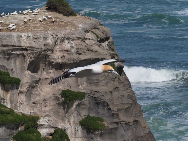 Gannet In Flight 4