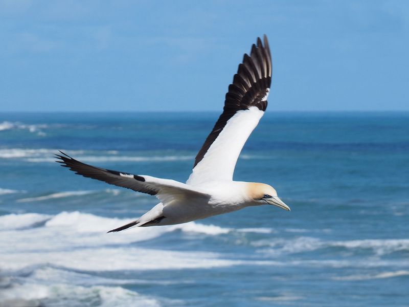 Gannet In Flight 5