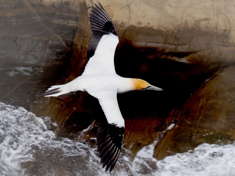 Gannet In Flight 7