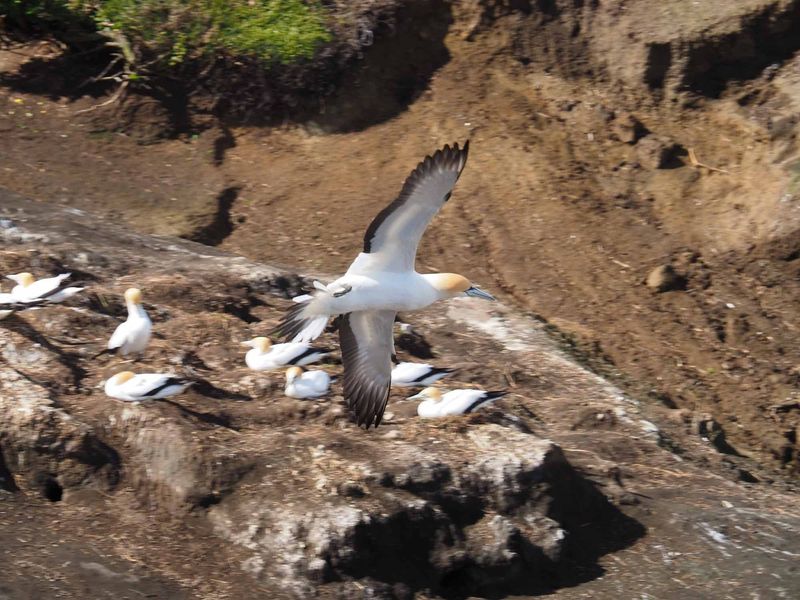 Gannet In Flight 9